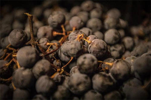 探寻2013年达索红酒的口感与酿造方法