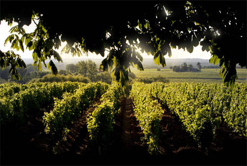 拉菲干红酒的品种及其特点介绍