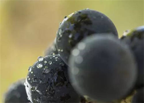 国产葡萄酒的特点是什么，马瑟兰国产干红葡萄酒好喝吗