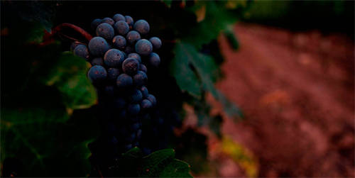 探寻帝龙酒庄干红葡萄酒的意大利风情
