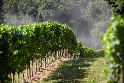 威龙葡萄酒公司的成功之路(介绍行业内最具竞争力的步骤与方法)